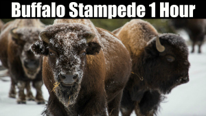 Buffalo Stampede 