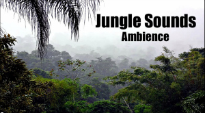 Jungle Sounds 